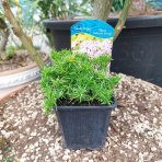 Flox šidlolistý (Phlox subulata) ´CANDY STRIPES´ kont. P9